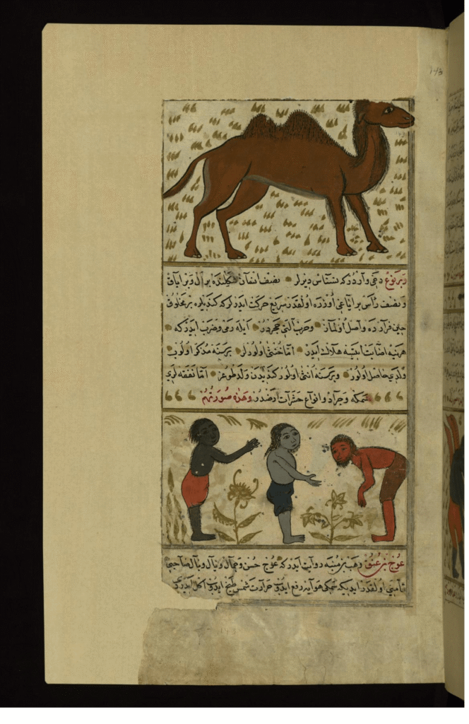 A Camel and Three Strange Single-handed and Single-legged Creatures, Muhammad ibn Muhammad Shakir Ruzmah-i Nathani, Turkish version of The Wonders of Creation, Source: Wikipedia