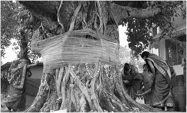 Sacred Tree Related to Hindu Tradition
