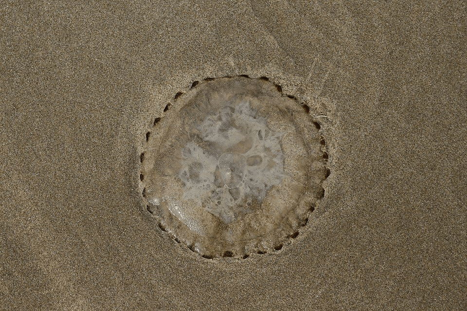 The Bizarre Oakville Blobs: The Strange Rain of 1994 3 Jellyfish top view 23048928766