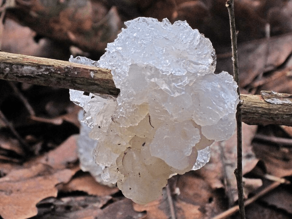 The Bizarre Oakville Blobs: The Strange Rain of 1994 4 Star Jelly, A Gelatinous Mass Photographed in the Netherlands