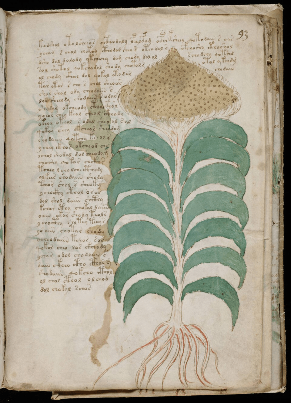 The Voynich Manuscript: The Strange Book Still Undeciphered 4 Voynich Manuscript 167