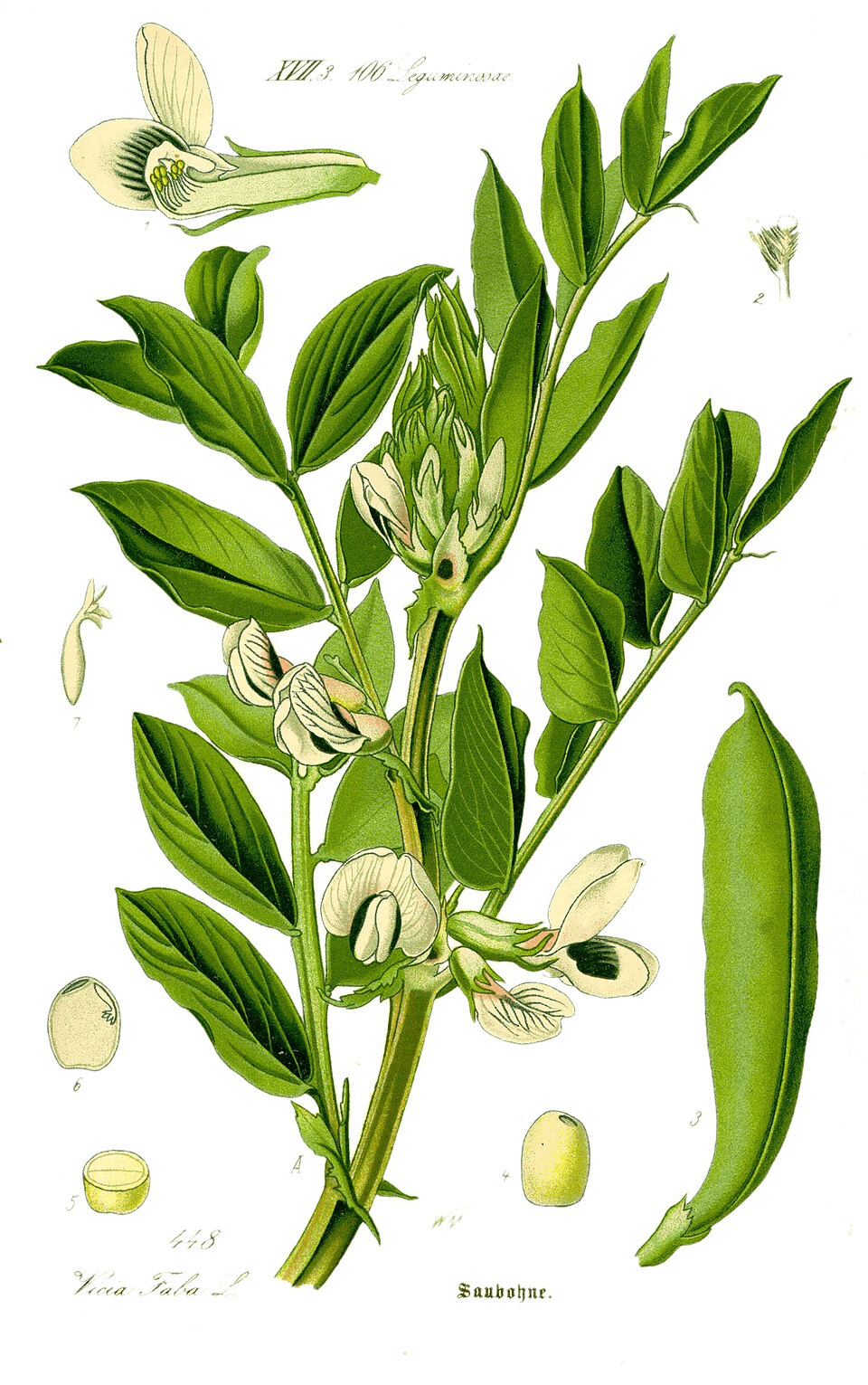 The Mysterious Green Children of Woolpit 4 Broad Beans Were Eaten By the Green Children of Woolpit