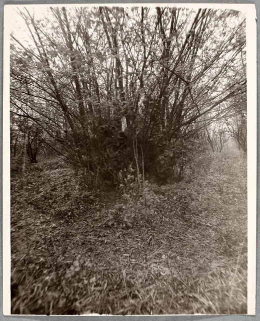 Who Put Bella in the Wych Elm? 2 Archival Photograph of the Wych Elm Associated with the Bella in the Wych Elm Mystery, Source: Worcestershire Archive & Archaeology Service